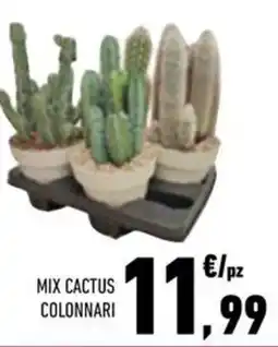Conad City Mix Cactus Colonnari offerta