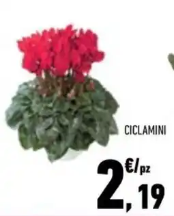 Conad City Ciclamini offerta