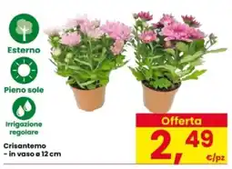 Interspar Crisantemo offerta