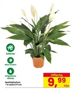 Interspar Spathiphyllum offerta