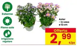 Interspar Aster offerta