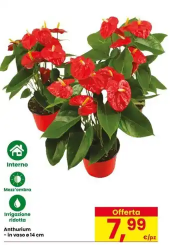 Anthurium - in vaso e 14 cm