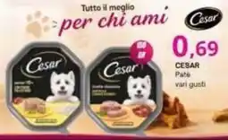 Irys Cesar Pate offerta