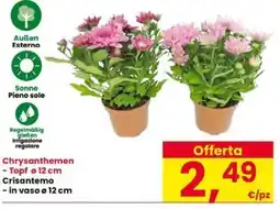 Interspar Crisantemo offerta