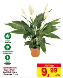 Interspar Spathiphyllum offerta