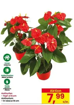 Interspar Anthurium offerta
