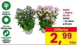 Interspar Aster offerta