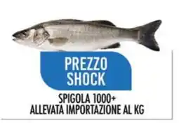 Scelgo Spigola 1000+ offerta