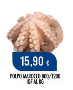 Scelgo Polpo Marocco offerta