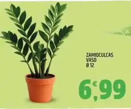 Ard Discount Zamioculcas vaso offerta