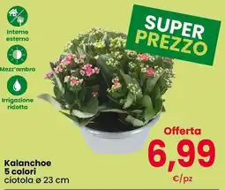 Interspar Kalanchoe offerta