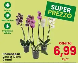 Interspar Phalenopsis offerta