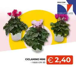Mercatò Extra Ciclamino Mini offerta