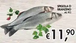 Maxi Coal Spigola o branzino offerta