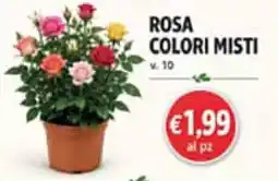 Maxi Coal Rosa colori misti offerta
