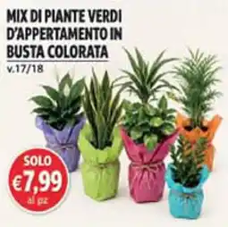 Coal Mix di piante verdi d'appartamento in busta colorata offerta