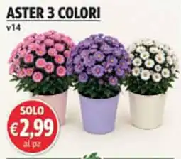 Coal Aster 3 Colori offerta