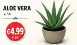 Coal Aloe Vera offerta