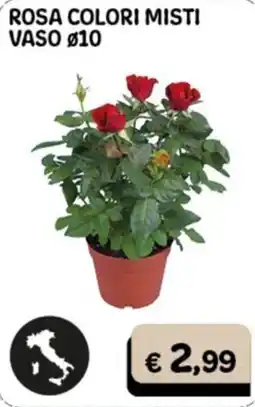 Gala Supermercati Rosa colori misti offerta
