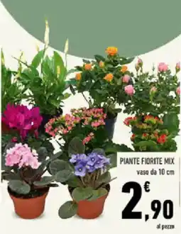 Conad Tuday Piante fiorite mix offerta