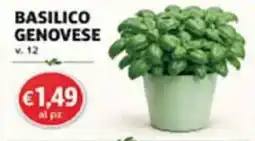 Superstore Coal Basilico Genovese offerta