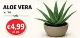 Superstore Coal Aloe Vera offerta