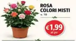 Superstore Coal Rosa colori misti offerta
