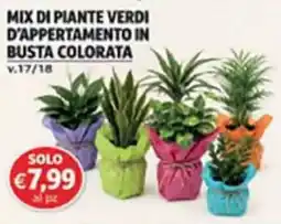Superstore Coal Mix di piante verdi d'appartamento in busta colorata offerta