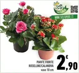 Conad Margherita Pianta fiorite roselline/calandiva offerta