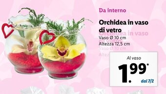 Lidl Orchidea in vaso di vetro offerta