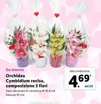 Lidl Orchidea Cymbidium recisa, composizione a 3 fiori offerta