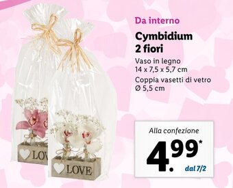 Lidl Cymbidium 2 fiori offerta