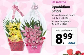 Lidl Cymbidium 6 fiori offerta