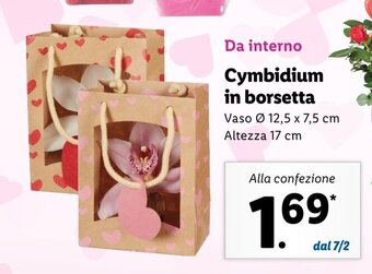 Cymbidium in borsetta