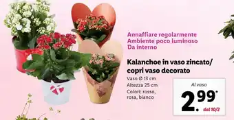 Lidl Kalanchoe in vaso zincato/copri vaso decorato offerta