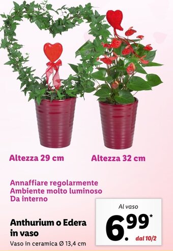 Anthurium o Edera in vaso