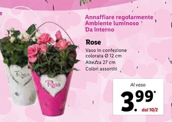 Lidl Rose offerta