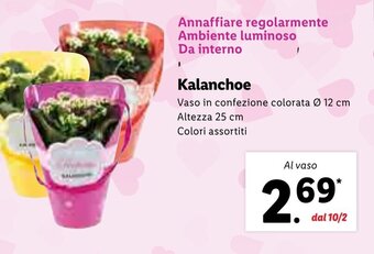 Lidl Kalanchoe offerta