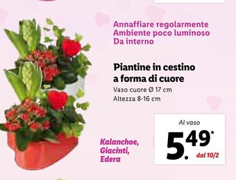 Lidl Piantine in cestino a forma di cuore offerta