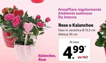 Lidl Rose o Kalanchoe offerta