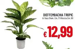 Galassia Dieffembachia Tropic offerta
