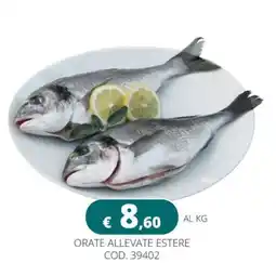 Altasfera Orate allevate estere offerta
