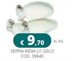Altasfera Seppia India U1 Gelo offerta