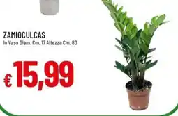 IperFamila Zamioculcas offerta