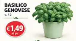 Coal City Basilico Genovese offerta