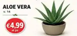Coal City Aloe Vera offerta
