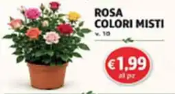 Coal City Rosa colori misti offerta
