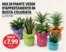 Coal City Mix di piante verdi d'appartamento in busta colorata offerta