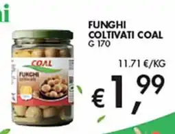 Coal City Funghi coltivati Coal offerta