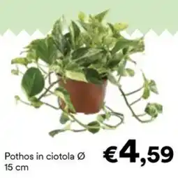 Unes Pothos in ciotola offerta